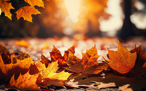 Herbst-Überraschung - © Eduardo - stock.adobe.com