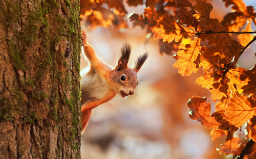 Eichhörnchen im Herbst - © nataba - stock.adobe.com