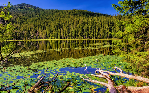 Großer Arbersee im Bayerischen Wald, Deutschland - © mojolo - stock.adobe.com