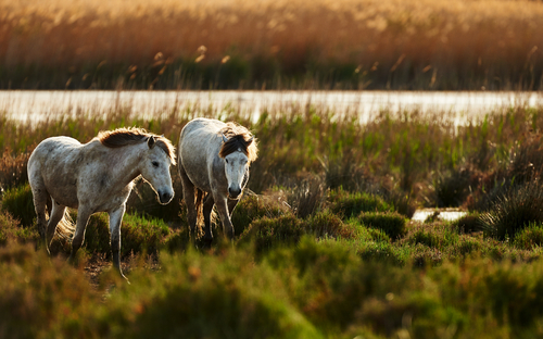 Camargue-Pferde - ©lucaar - stock.adobe.com