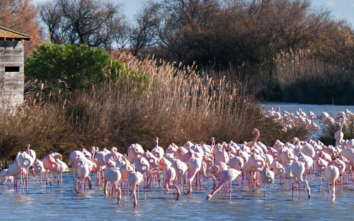 Camargue - Flamingos - ©Hugues Delporte - stock.adobe.com