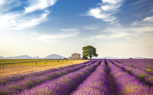 Lavendelfeld - © stefanotermanini - stock.adobe.com