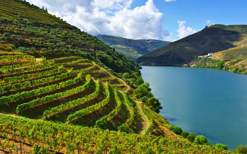 Douro - Weinberg - © hermitis/Shutterstock.com