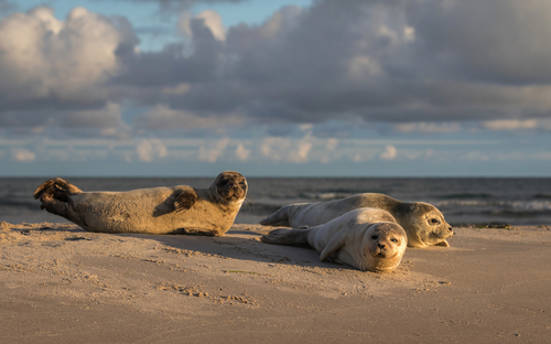 Skagen - Robben - ©Lillian - stock.adobe.com