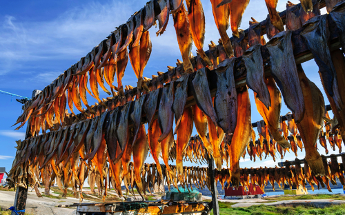 Island - getrockneter Fisch - © Francesco Dazzi - stock.adobe.com