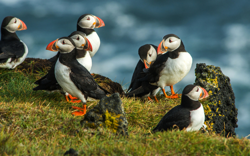 Heimaey - Papageientaucher - © forcdan - stock.adobe.com