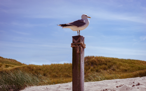 Möwe - ©Countrypixel - stock.adobe.com
