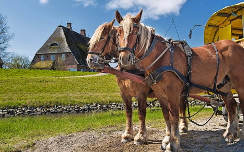 Hallig Hooge - Planwagenfahrt - © franke182 - stock.adobe.com