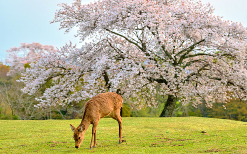 Nara-Hirsch - © 百合 須藤  Lily Sudo - stock.adobe.com