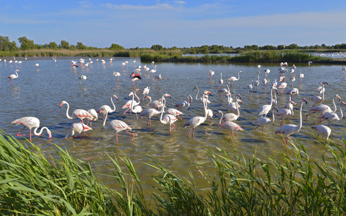 Camargue - Flamingos - ©Christian Musat - stock.adobe.com