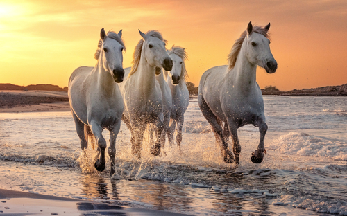 Camargue - Weiße Pferde - © beatrice prève - stock.adobe.com