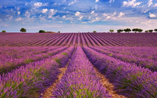 Provence - Lavendelfelder - © sara_winter - stock.adobe.com
