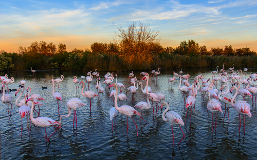 Camargue - Flamingos - © Pat on stock - stock.adobe.com