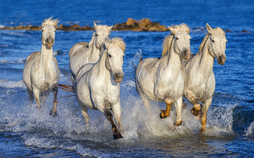 Camargue - Weiße Pferde - © Uryadnikov Sergey - stock.adobe.com