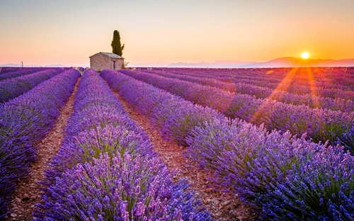 Provence - Lavendelfeld - © ronnybas - Fotolia