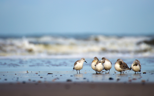Watt - Strandläufer - © Dennis Fehling - stock.adobe.com