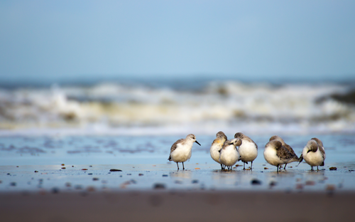 Watt - Strandläufer - © Dennis Fehling - stock.adobe.com