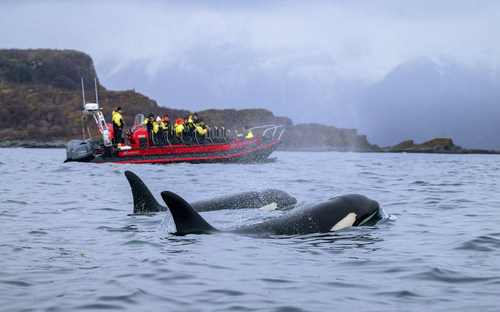 Tromsø - Walbeobachtung - © STUEDAL - stock.adobe.com