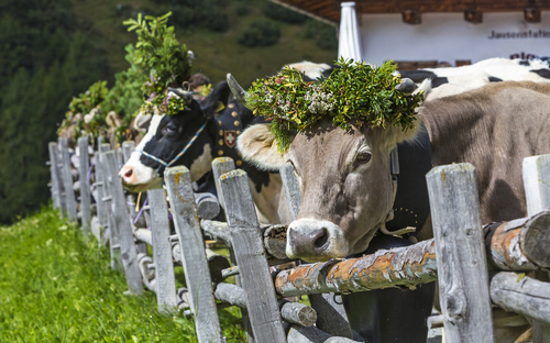 Almabtrieb - ©mmphoto - stock.adobe.com