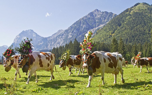 Almabtrieb - © Christa Eder - Fotolia