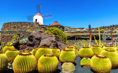 Kaktusgarten (Jardin de Cactus) im Dorf Guatiza auf Lanzarote - © olenatur - stock.adobe.com