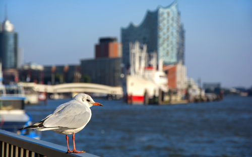 Möwe vor der Elbphilarmonie im Hamburger Hafen. - © Frank Jeßen - stock.adobe.com