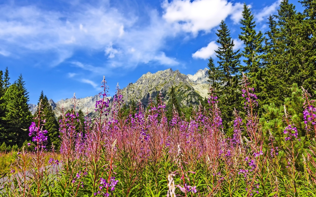 Malerische Aussicht auf die Tatra - Slowakei - © katatonia - stock.adobe.com